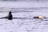 Labrador and Dolphin